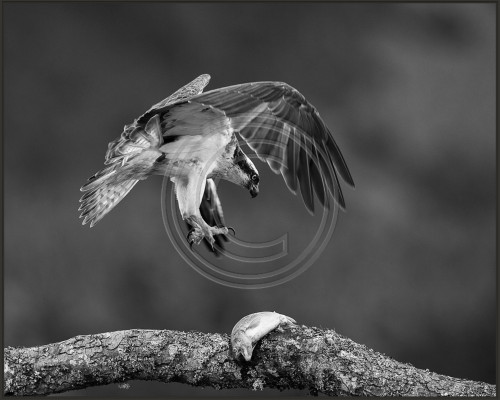 Birds of Prey 2020 to 2025